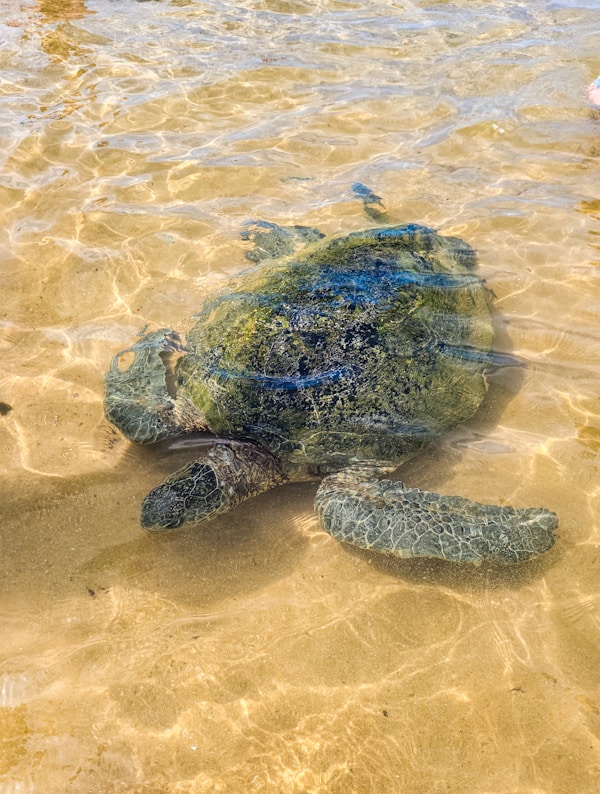 Hikkaduwa, Southern Coast, Sri Lanka — V68 Adventures private transport