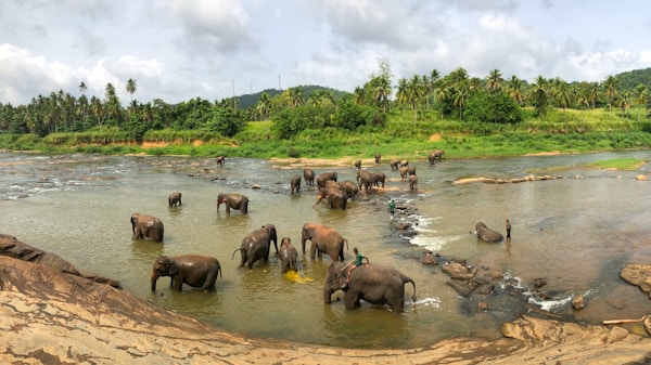 Pinnawala, Central Province, Sri Lanka — V68 Adventures private transport