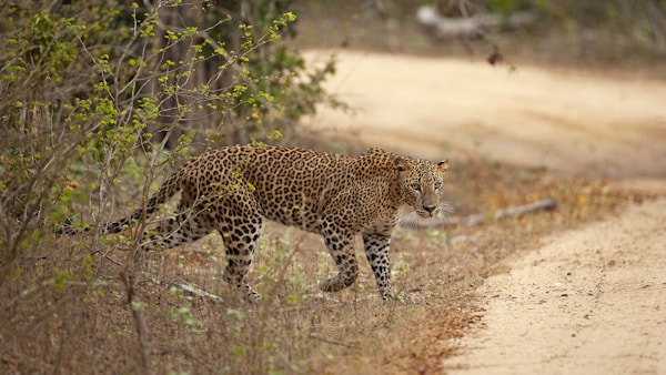 Yala, Wildlife & Adventure, Sri Lanka — V68 Adventures private transport